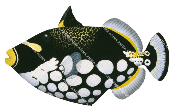 Clown Triggerfish,Balistoides conspicillum Museum quality print by Roger Swainston