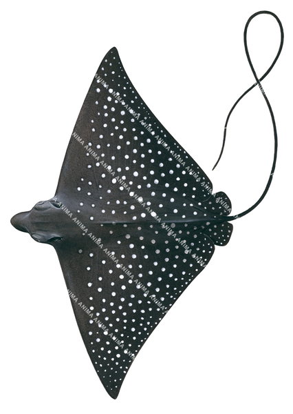 Museum quality Fine Art print of the magestic Whitespotted Eagle Ray on Archival paper,signed by Roger Swainston