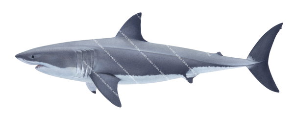 Museum quality Fine Art print of the swimming Great White Shark on Archival paper,signed by Roger Swainston