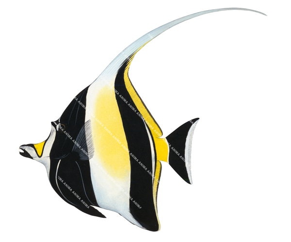 Beautiful Fine Art print of the Moorish Idol on Archival paper,signed by Roger Swainston