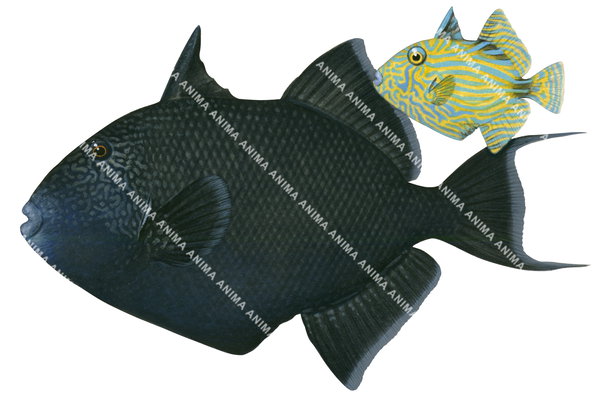 Fine Art print of the Yellowspotted Triggerfish on Archival paper,signed by Roger Swainston