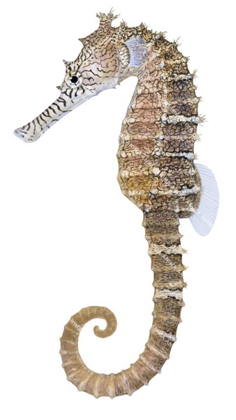 Stunning Fine Art print of the West Australian Seahorse on Archival paper,signed by Roger Swainston