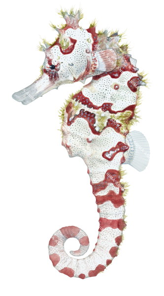 Stunning Fine Art print of the Winged Seahorse on Archival paper,signed by Roger Swainston