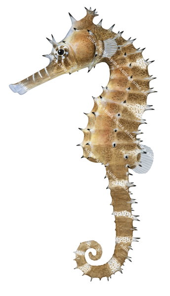 Stunning Fine Art print of the Thorny Seahorse on Archival paper,signed by Roger Swainston