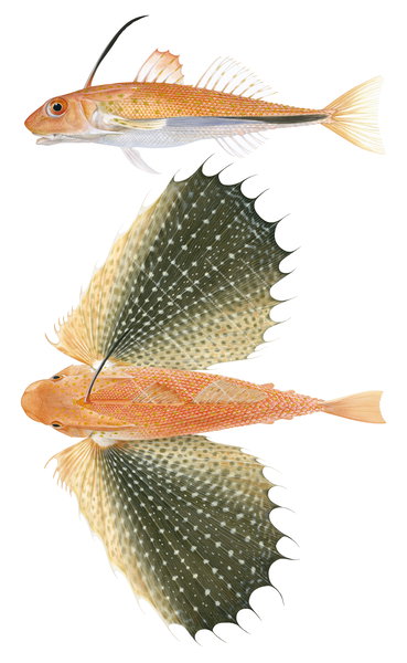 Limited Edition print Onespined Flying Gurnard,Dactyloptena peterseni signed by R.Swainston