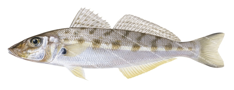 Beautiful Fine Art print of the Western Trumpeter Whiting on Archival paper,signed by Roger Swainston