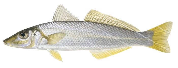 Museum quality print of the iconic Yellowfin Whiting on Archival paper,signed by Roger Swainston