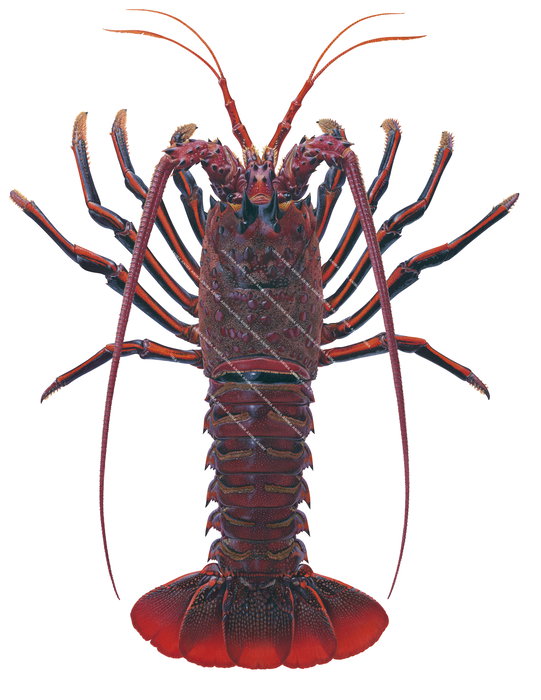 Exceptional Limited Edition print of the Californian Rock Lobster on archival paper