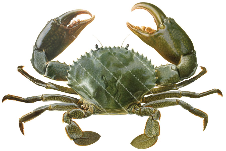 Fine Art print of the Green Mud Crab signed by Roger Swainston