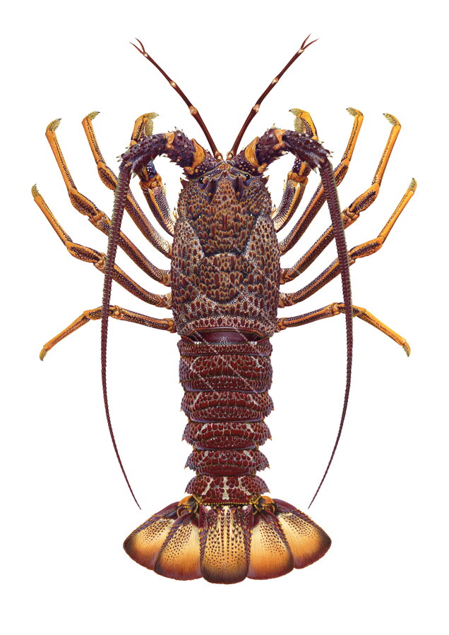 Stunning Fine Art print of the Dark brown Southern Rock Lobster on Archival paper,named and signed by Roger Swainston