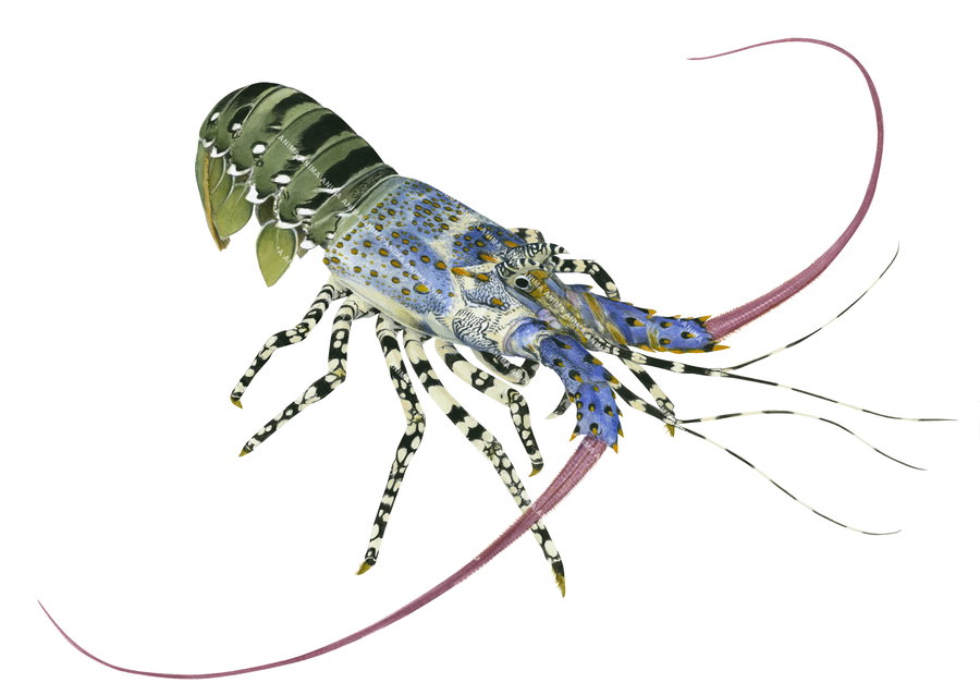 Fine Art print of the Ornate Rock Lobster signed by Roger Swainston
