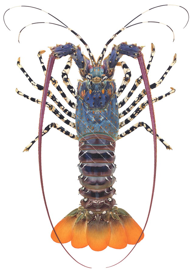 Limited Edition print of the Ornate Rock Lobster named and signed by Roger Swainston