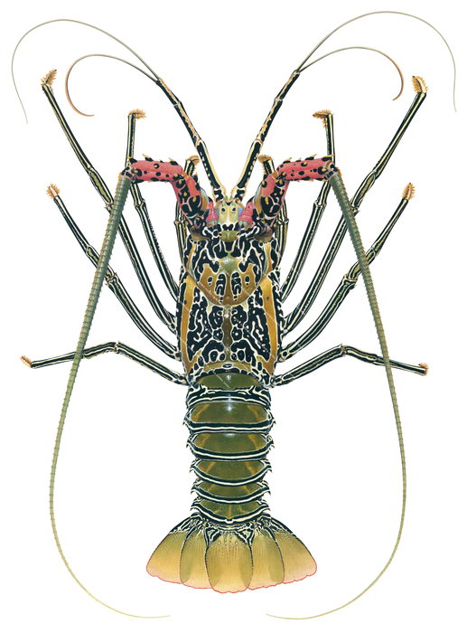 Museum quality print of the Painted Rock Lobster,Green colour,Panulirus versicolor,named and signed by R.Swainston