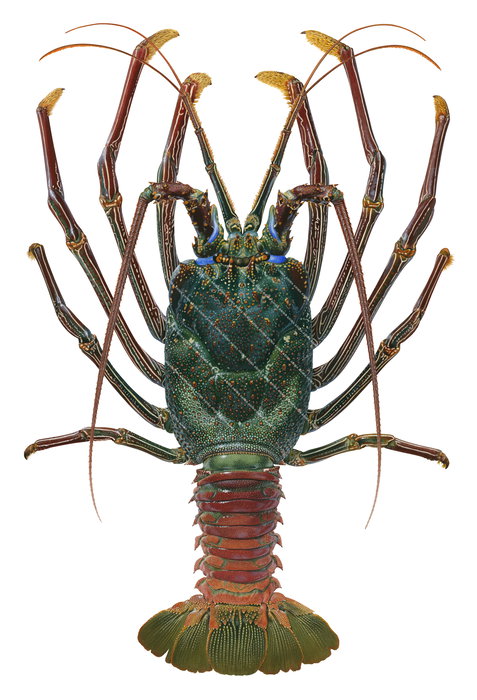 View Museum quality print of the Doublespined Rock Lobster Panulirus penicillatus, exceptional portrait on Archival paper and Pyment ink by Roger Swainston