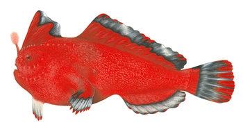 9592_Red_Handfish_Sympterichthys_politus_1.jpg