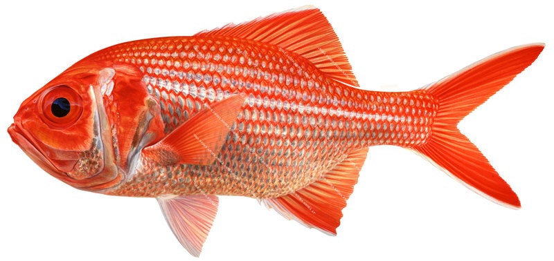 Museum quality Prints of the Bight Redfish,Centroberyx gerrardi