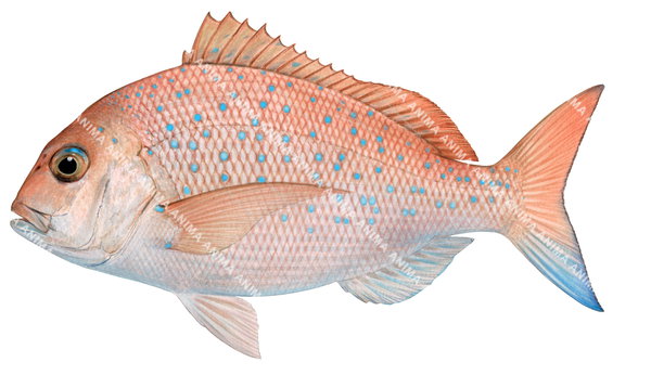 Stunning Print of the Juvenile Pink Snapper,Pagrus auratus,pigment incks and Archival paper, signed by the artist