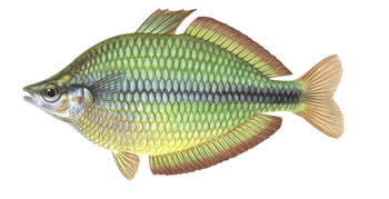 9639_Banded_Rainbowfish_Melanotaenia_trifasciata_ANIMA.jpg