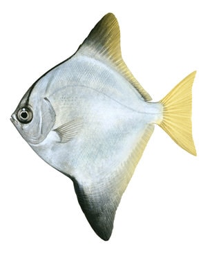 9656_Diamond_Fish3_Monodactylus_argenteus.jpg
