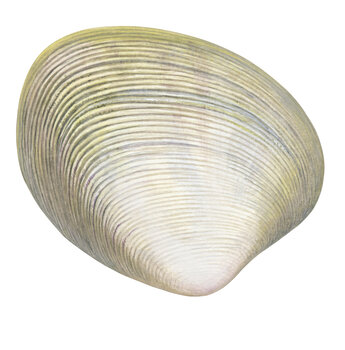 Unique Painting of the Venus Clam,signed by the artist Roger Swainston(2021)