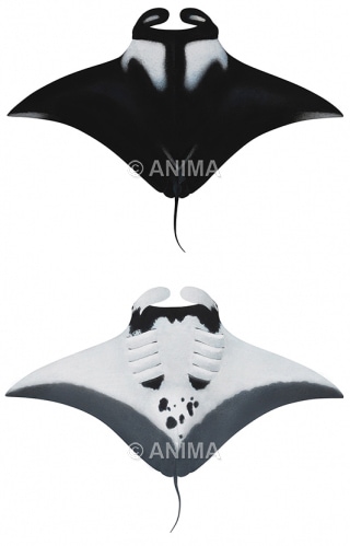 Museum quality Fine Art print of the Oceanic Manta Ray on Archival paper,signed by Roger Swainston