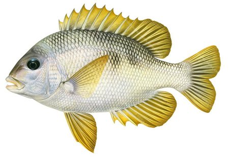 Stunning Fine Art print of the Mozambique Seabream on Archival paper,signed by Roger Swainston