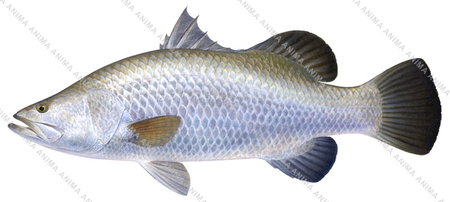 Barramundi Limited edition print on archival paper and pygment inks by Roger Swainston