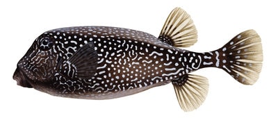 Limited edition print of the Black Boxfish signed by Roger Swainston
