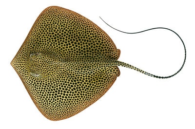 Stunning Fine Art print of the Honeycomb Ray on Archival paper,signed by Roger Swainston