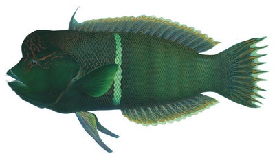 Limited Edition print of the Redblotched Wrasse by Roger Swainston