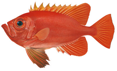Magnificent Fine Art print of the Longfin Bigeye on Archival paper,signed by Roger Swainston