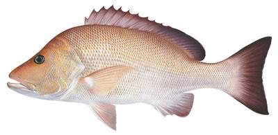 Beautiful Fine Art print of the Darktail Snapper on Archival paper,signed by Roger Swainston