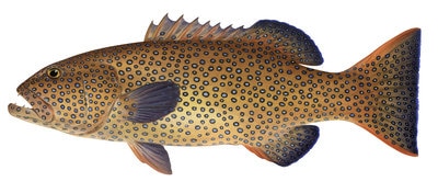 Museum quality Fine Art print of the Elegant Passionfruit Coral Trout, signed by Roger Swainston