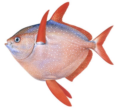 Stunning Fine Art print of the Opah on Archival paper,signed by Roger Swainston