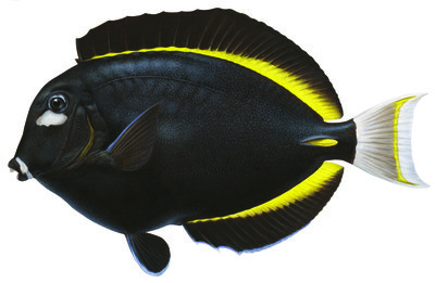 High quality Fine Art print of the magnificent Velvet Surgeonfish on Archival paper,signed by Roger Swainston