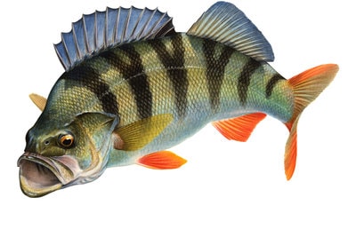 Stunning Fine Art print of the Redfin Perch on Archival paper,signed by Roger Swainston