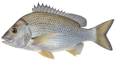 Fine Art print of the Yellowfin Bream,signed by Roger Swainston