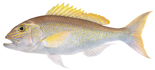 Superb Fine Art print of the Goldband Snapper on Archival paper,signed by Roger Swainston