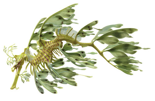 Superb Fine Art print of the Leafy Seadragon on Archival paper,signed by Roger Swainston