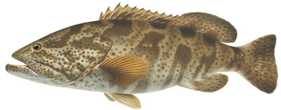 Stunning Fine Art print of the Orangespotted Rockcod  on Archival paper,signed by Roger Swainston