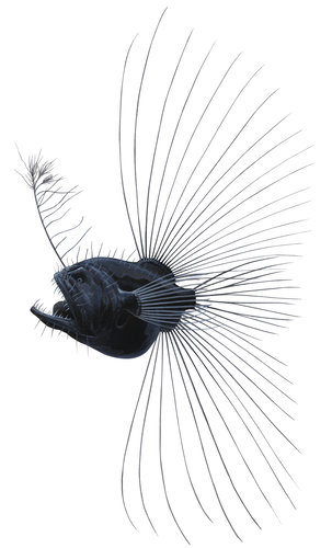 Fine art print featuring the striking Fanfin Angler that’ll make your space look more unique and attractive