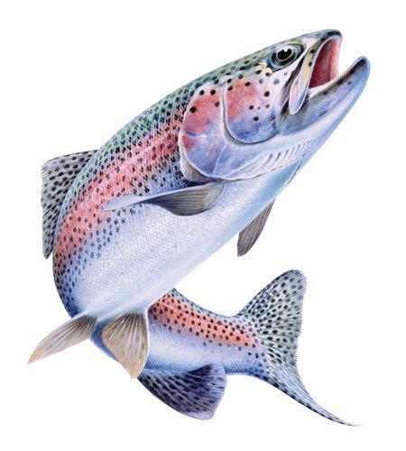 Striking Fine Art print of the Rainbow Trout on Archival paper,signed by Roger Swainston
