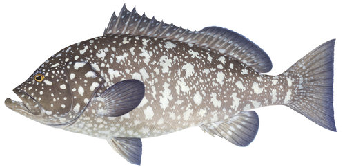 Fine Art print of the Rankin Cod on Archival paper,signed by Roger Swainston