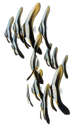 High quality print of a School of juvenile Roundfaced Batfish,Platax teira