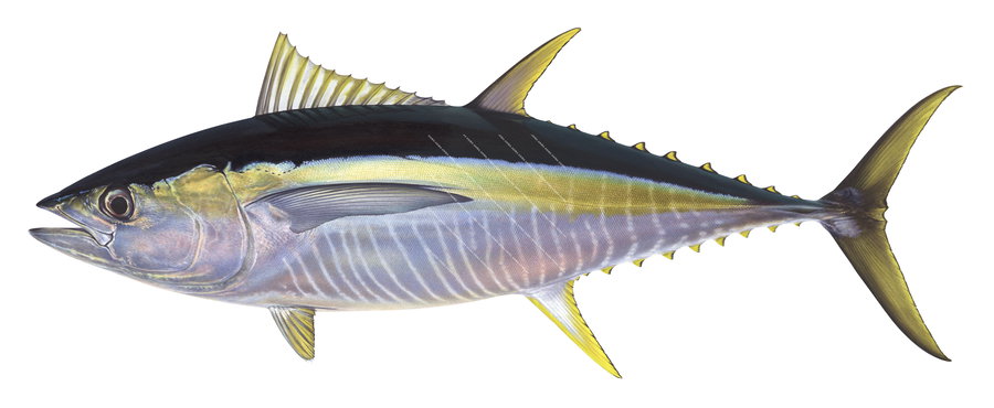 Fine Art print of the impressive Yellowfin Tuna on Archival paper,signed by Roger Swainston