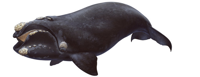 High quality fine art print of the Southern Right Whale,Eubalaena australis