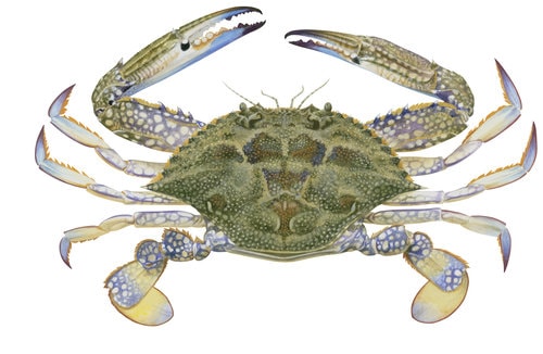 Fine Art print of the Female Blue Swimmer Crab on Archival paper,signed by Roger Swainston