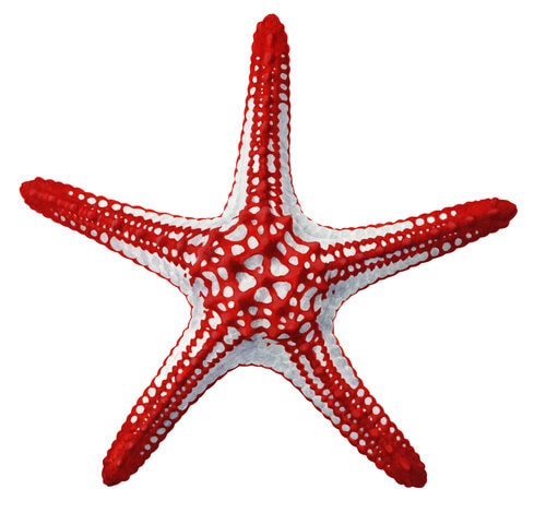 Majestic Fine Art print of the Knobby Red Seastar on Archival paper,signed by Roger Swainston