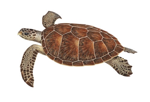 Fine Art print of the Hawksbill Turtle on Archival paper,signed by Roger Swainston