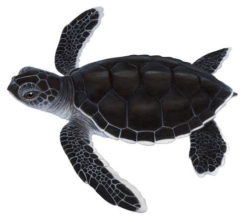 Fine Art print of the gorgeous Juvenile Green Turtle on Archival paper,signed by Roger Swainston